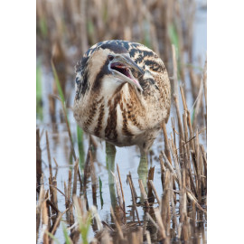 Bittern Minsmere 2010 10