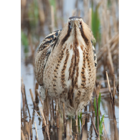 Bittern Minsmere 2010 11