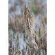 Bittern Minsmere 2010 12