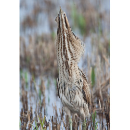 Bittern Minsmere 2010 12
