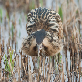 Bittern Minsmere 2010 13
