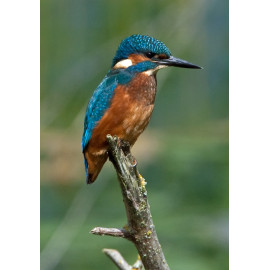 Kingfisher Lackford 2012