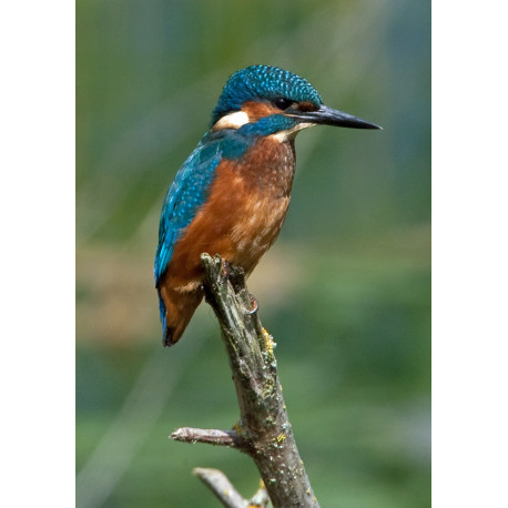 Kingfisher Lackford 2012