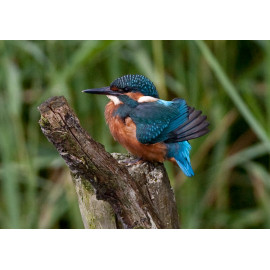 Kingfisher Lackford 2012 1