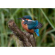 Kingfisher Lackford 2012 1