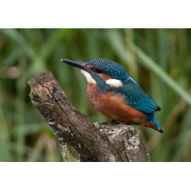 Kingfisher Lackford 2012 2
