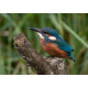 Kingfisher Lackford 2012 2