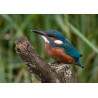 Kingfisher Lackford 2012 2