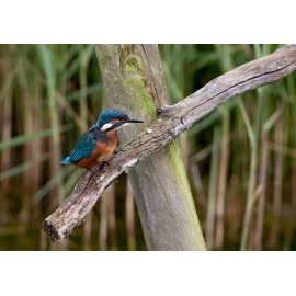 Kingfisher Lackford 2012 3