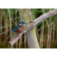 Kingfisher Lackford 2012 3