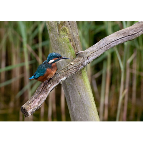 Kingfisher Lackford 2012 3