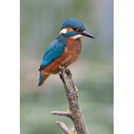 Kingfisher Lackford 2012 4