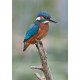 Kingfisher Lackford 2012 4