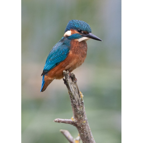 Kingfisher Lackford 2012 4