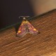 Common Purple and Gold Moth