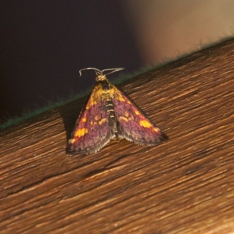 Common Purple and Gold Moth