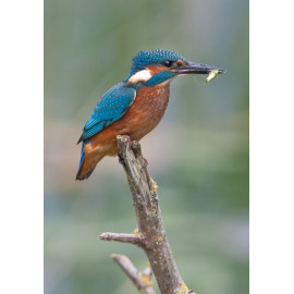 Kingfisher Lackford 2012 5