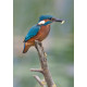 Kingfisher Lackford 2012 5