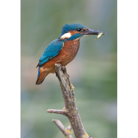 Kingfisher Lackford 2012 5
