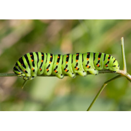 Swallowtail Caterpillar 2012