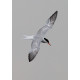 Common Tern Strumpshaw