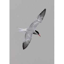 Common Tern Strumpshaw