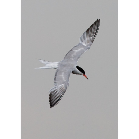 Common Tern Strumpshaw