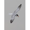 Common Tern Strumpshaw
