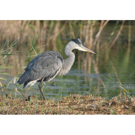 Grey Heron Strumpshaw