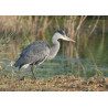 Grey Heron Strumpshaw