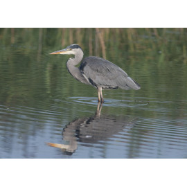 Grey Heron 2012
