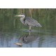 Grey Heron 2012