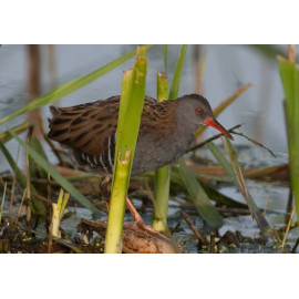 Water Rail Strumpshaw 2012