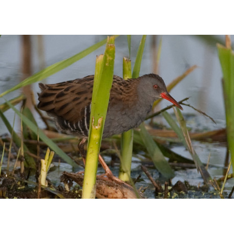 Water Rail Strumpshaw 2012