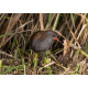 Water Rail  2012