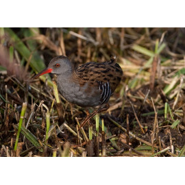 Water Rail  2012 1