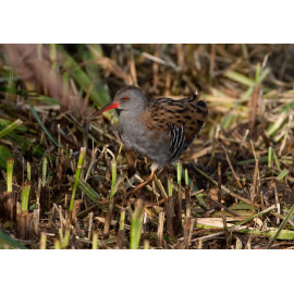 Water Rail  2012 2