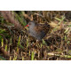 Water Rail  2012 2