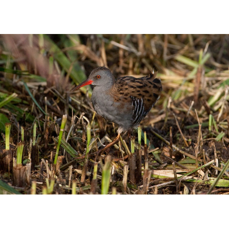 Water Rail  2012 2
