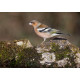 Chaffinch Garden
