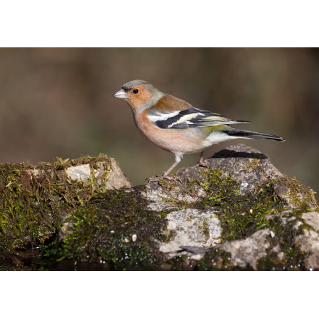 Chaffinch Garden