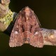 Common Rustic Moth