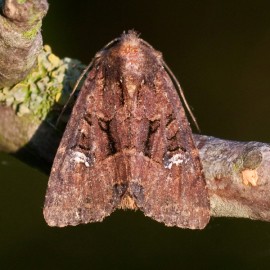 Common Rustic Moth
