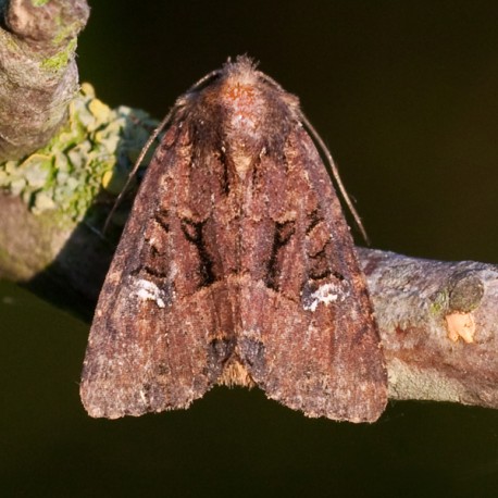 Common Rustic Moth
