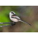 Long Tailed Tit 2014