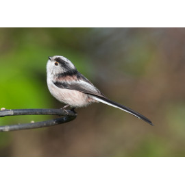 Long Tailed Tit 2014