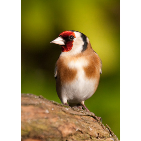 Goldfinch 2014
