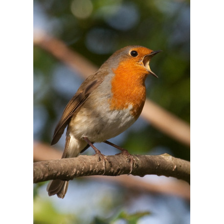 Robin 2014