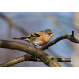 Brambling 2014