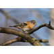 Brambling 2014